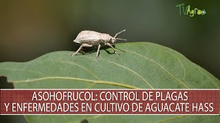Asohofrucol: Control de plagas y enfermedades en cultivo de Aguacate Hass  TvAgro por Juan Gonzalo