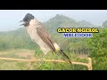 Suara Burung KUTILANG GACOR NgeroL Ampuh Untuk Suara Panggilan Dan Masteran Burung Kutilang