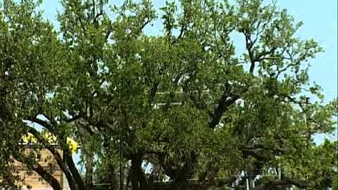 "Tree Doctor" - Fulgham's Inc. on Mississippi Roads