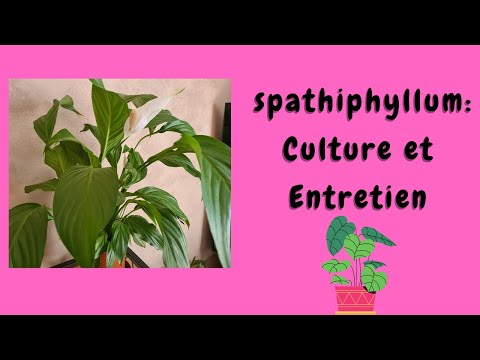 Vidéo: Spathiphyllum Ou Simplement 