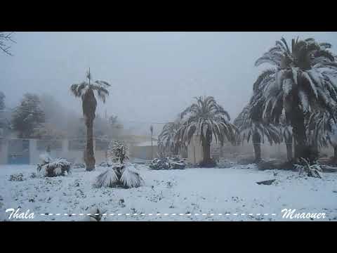 تالة الجميلة