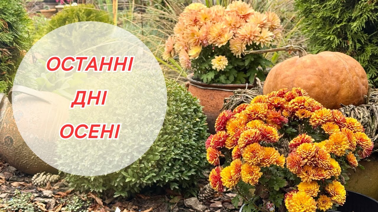 Сад напередодні зими! Прогулянка моїм садом! Осінні справи в саду!