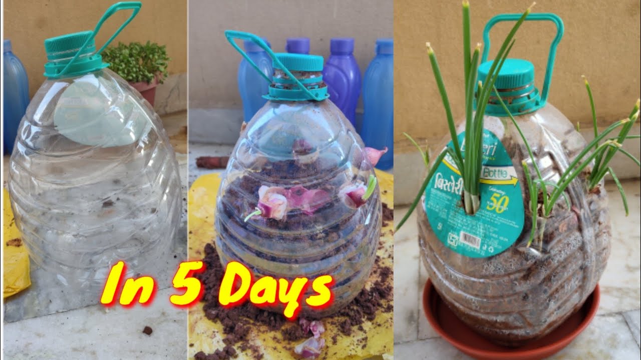 Quick and Easy ONION FARMING and ONION LIFE CYCLE at home / 5days onion