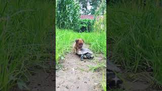 Puppy Rides On Tortoise.