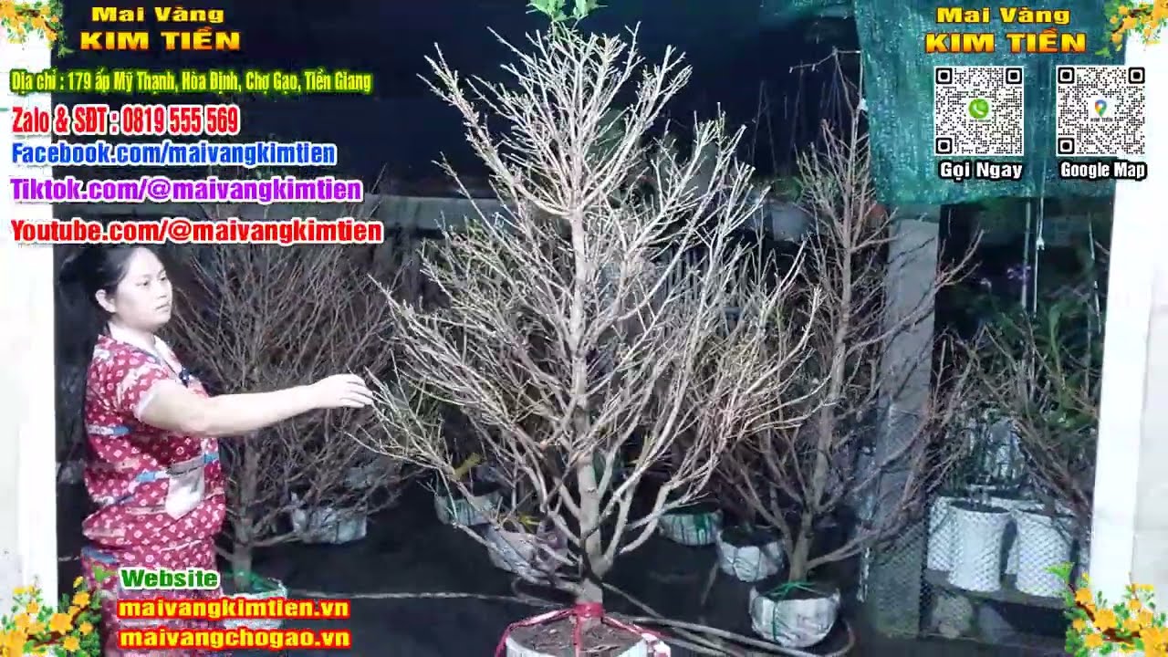Mai Vàng Nhiều Nụ Đón Tết Bao Ship Toàn Quốc - Mai Vàng Kim Tiền Chợ Gạo