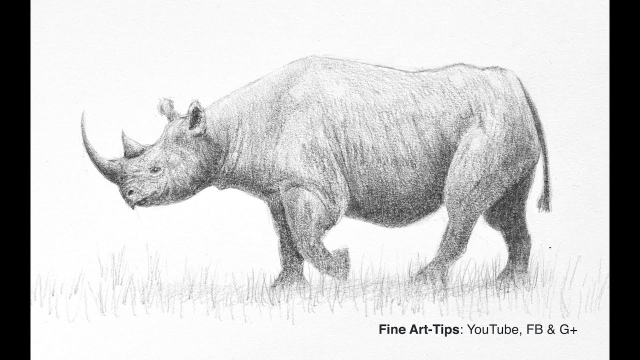 ⁣How to Draw a Realistic Rhino - Narrated