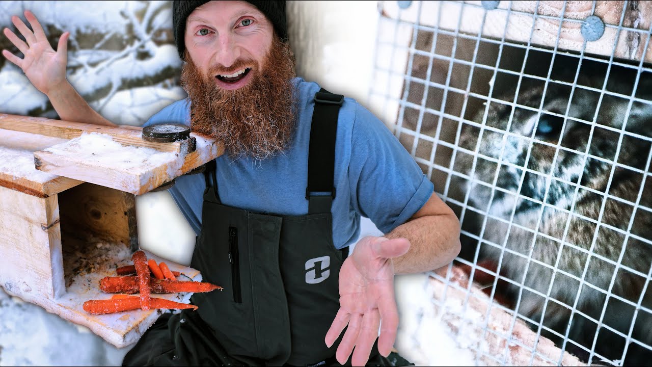 Catching Rabbits in a Home Made Box Trap! YouTube