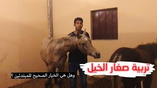 ‏تربية صغار الخيل وهل هي الخيار الصحيح للمبتدئين ؟!