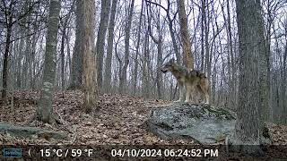 Our Backyard Animals Trail Camera Videos -Day and Night Coyotes and Springtime Deer Wildlife Footage