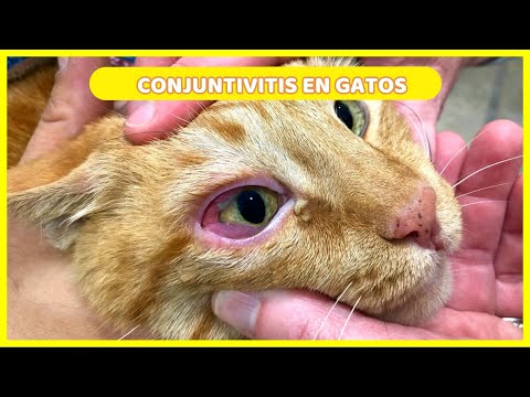 Video: Cómo cuidar a un gato ciego: 10 pasos (con imágenes)