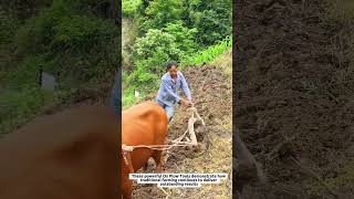 Ox Plow Tools Create 30 cm Deep Furrows for Precision Hillside Farming