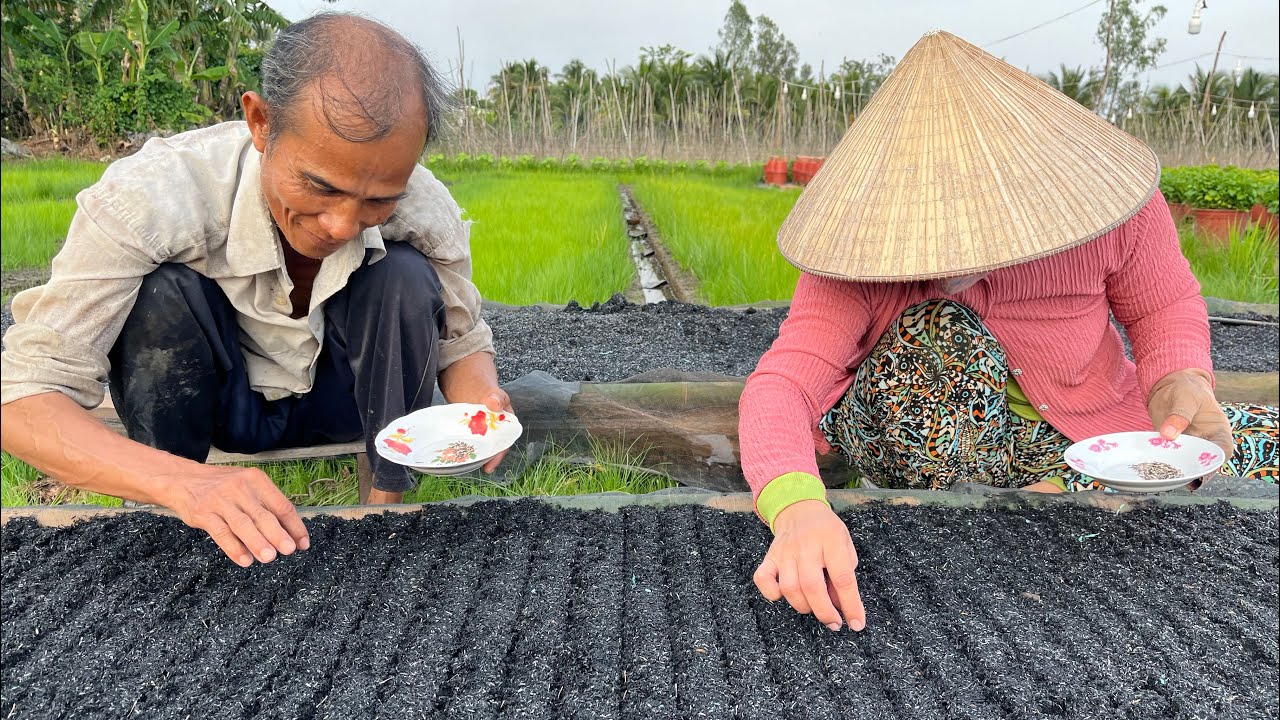 KỸ THUẬT GIEO HẠT VẠN THỌ - TẬP 1 | TẾT 2025