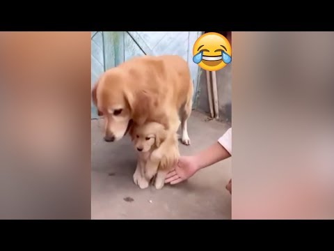 protective-dog-prevents-puppy-from-shaking-hands-with-owner