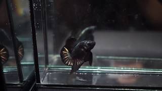 DRAGON BLACK COPPER Over Halfmoon Plakat OHMPK (Male) Betta