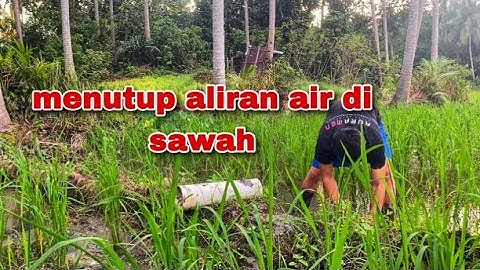 musim kemarau suda mula,masa untuk menutup aliran air di sawah. #benanting #2023 #sawahpadi