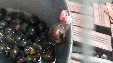 Cận cảnh ốc bưu vàng đẻ trứng(Close-up of snails laying eggs)