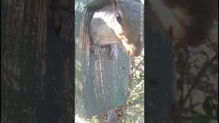 Squirrels sleep 15 hours a day 😳