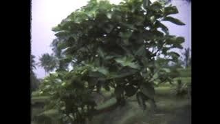 2.3.dv Bali lunch place, our hotel, sunrise, guide,volcano,rice fields,bath, and more carving