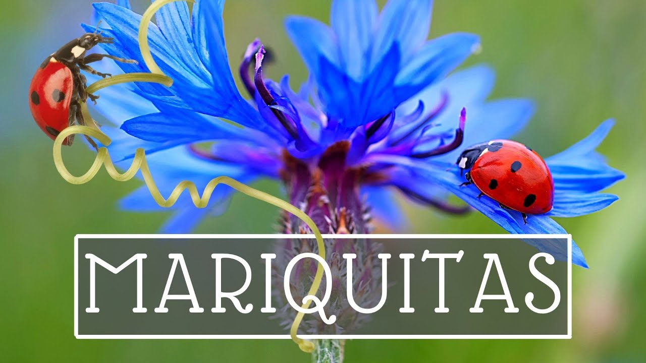 MARIQUITAS en el huerto: control biológico de plagas 🐞