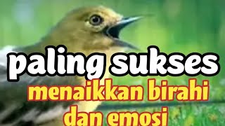 dalam hitungan detiik..!! sirpu/cipow apapun langsung GACOR dan EMOSI dengan sirtu gacor ngalas ini