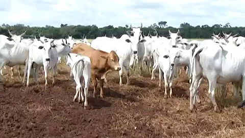 Como medir a eficiência reprodutiva de um rebanho?