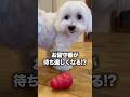 【実は間違ってた】犬用おもちゃ“コング”の正しい使い方　#ペッツビレッジクロス #ペット用品 #ペット