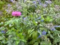 【雨の日のハーブGarden】