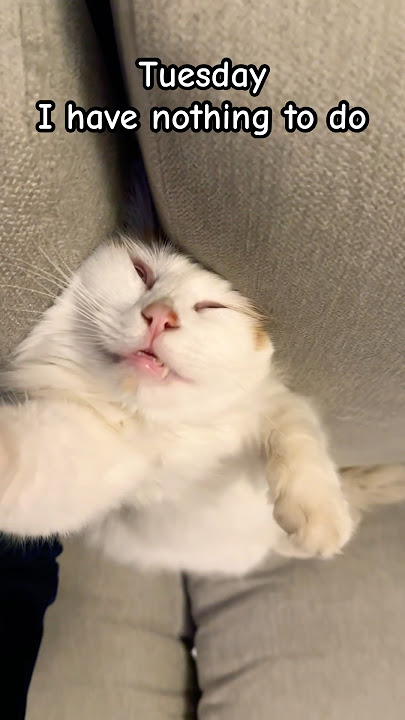 Literally, they have nothing to do 😹😹😹 #nothingtodo #funnycats #funnyshorts #funnycatshorts
