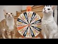 Cats Spinning The Wheel To Choose What To Eat !! (1M SUBS FEAST)