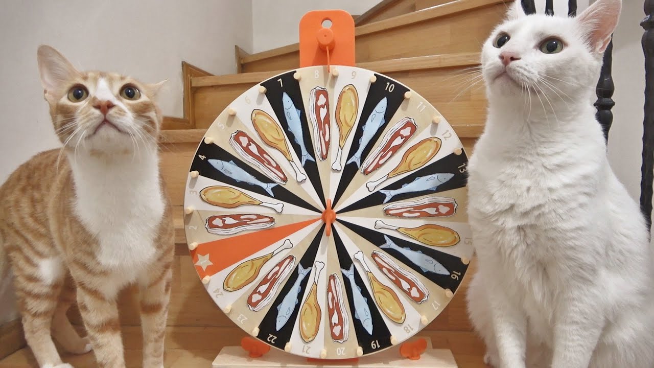 Cats Spinning The Wheel To Choose What To Eat !! (1M SUBS FEAST) YouTube