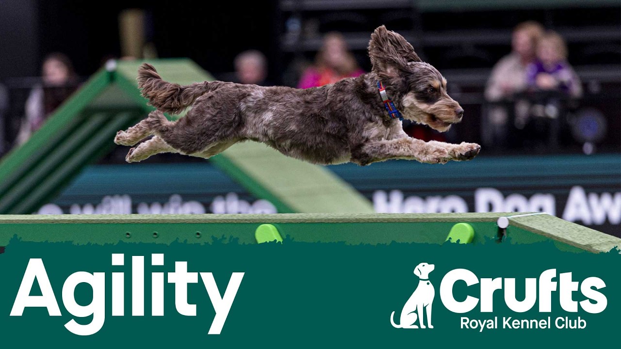 Agility - Crufts Singles Heat - S/M/I/L - Agility - Part 1 | Crufts 2026