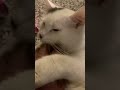 Sooooo Fluffy #fluffykitties #cutecatshorts #funnycatvideos #sofluffy