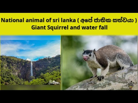 National Animal in sri lanka Giant Squirrel water fall - YouTube