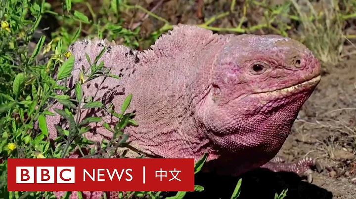 野外仅存200多只濒危「粉红鬣蜥」宝宝首度现身－ BBC News 中文 - 天天要闻