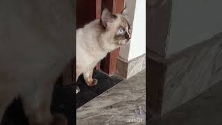 Cute Kitten 😸🥰 Cat Baby Cat Video ll