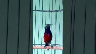 Download Lagu Pancingan konin nembak mewah#sunbird #kolibrininja #birds #konin #colibrí #hummingbird #shorts #fyp MP3 Download Lagu Pancingan konin nembak mewah#sunbird #kolibrininja #birds #konin #colibrí #hummingbird #shorts #fyp MP3