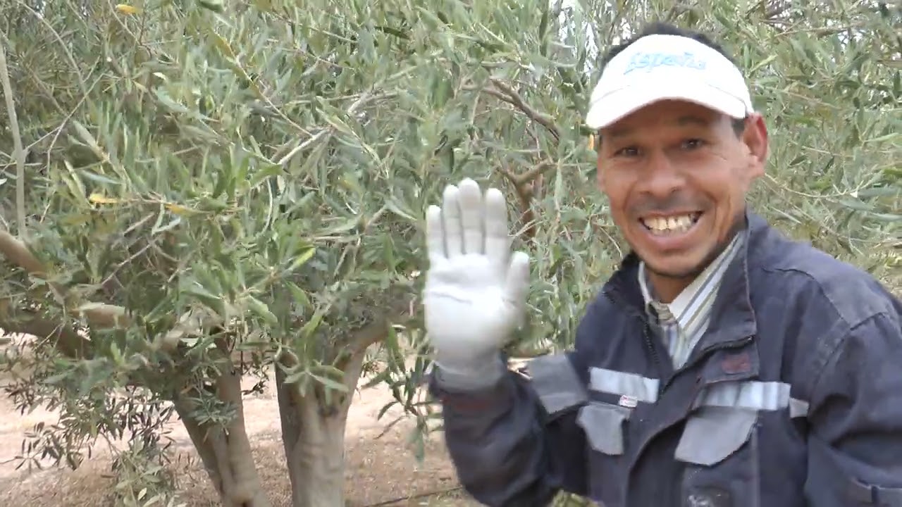 طرائق احترافية للتعامل مع ورم ساق  شجرة الزيتون الناتج عن القطع العشوائي للعمود الفقري