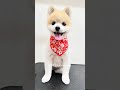 vlogポメラニアントリミング#おばちゃんトリマー #grooming #ポメラニアン