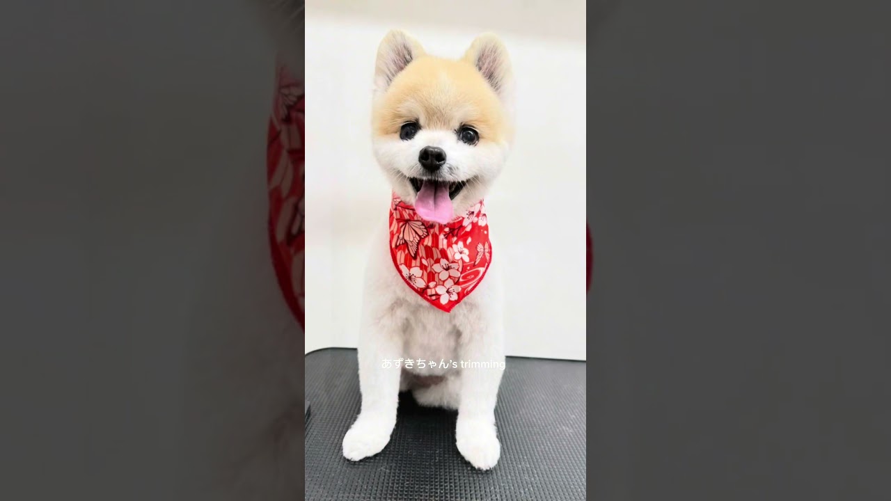 vlogポメラニアントリミング#おばちゃんトリマー #grooming #ポメラニアン