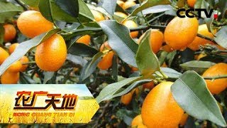 《农广天地》 20180507 订单养羊蜜金柑 | CCTV农业