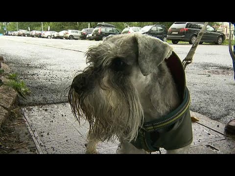 Vídeo  Esta es Freya, la morsa que ya es estrella viral en Noruega