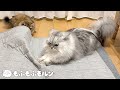 カーペットを替えると猫が驚きの行動に… 【サイベリアン】