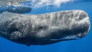 Exploring the Mysterious Alphabet of Sperm Whales