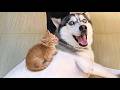 Cute Baby Animals That Will Melt Your Heart 🐾 Funny and Adorable Moments Compilation