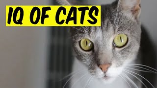 😺Feline Genius: Unraveling the IQ of Cats. Intelligence in Cats. by LIFE OF CATS 235 views 4 weeks ago 10 minutes, 12 seconds