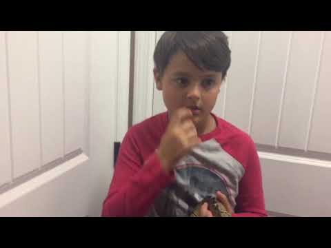 bird of paradise plant Ball Python Feeding ( not live ) And a Bit About Our Snakes