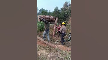 Sức mạnh đáng kinh ngạc của người đàn ông vác khúc gỗ nặng trĩu lên xe tải