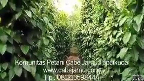 Mô hình tiêu lốt tại Indonesia ( Tieu lop, long pepper)