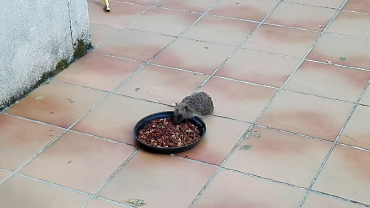 LE HÉRISSON ET LES CROQUETTES DE MES CHATS YouTube — free download