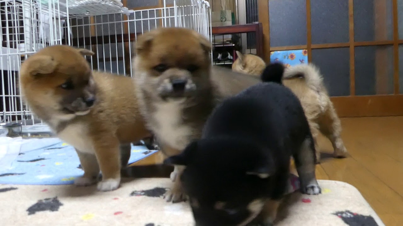 生後1か月の柴犬子犬達 YouTube